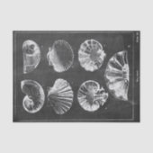 Papier Mousseline Plage rustique france coquillages en tableau (Recto)