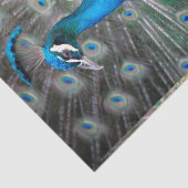 Papier Mousseline Plan rapproché coloré de paon (Détail)