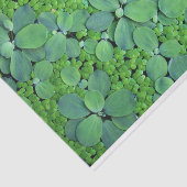 Papier Mousseline Plante (Détail)