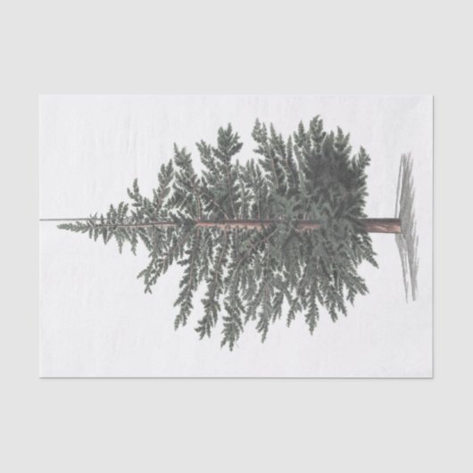 Papier Mousseline Plante d'arbre de cèdre (Recto)