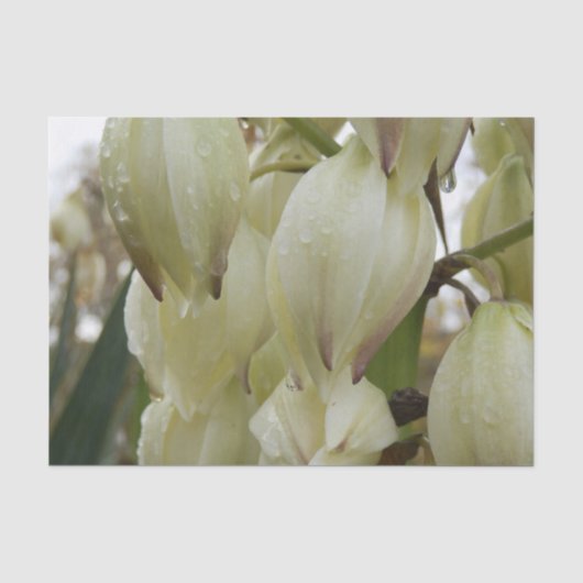 Papier Mousseline Plante de Yucca (Recto)