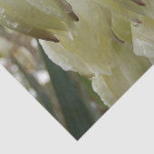 Papier Mousseline Plante de Yucca (Détail)