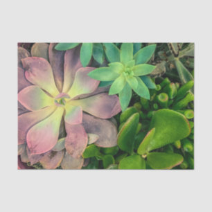 Papier Mousseline Plante Succulent violet, rose et vert Photo