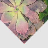 Papier Mousseline Plante Succulent violet, rose et vert Photo (Détail)