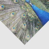 Papier Mousseline Plein plumage de paon bleu (Détail)