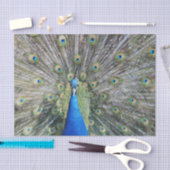 Papier Mousseline Plein plumage de paon bleu (Artisanat)
