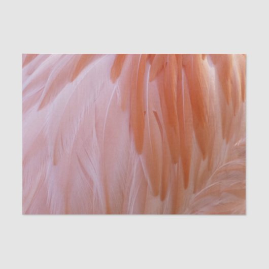 Papier Mousseline Plumes de Flamant rose dans les tons roses (Recto)