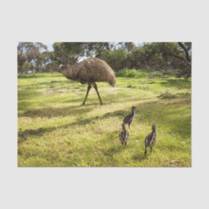 Papier Mousseline Plumes et pas de pas : Le père Emu avec les poussi
