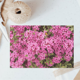 Papier Mousseline Plutôt rose Daphné Floral