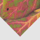 Papier Mousseline Poisson tropique feuille d'Aspen 1 (Détail)