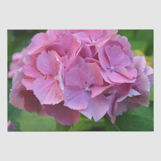Papier Mousseline Pompée rose Hydrangea Hortensia Fleur (Recto)