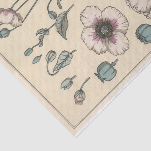 Papier Mousseline Poppy, Eugene Grasset's Botany Series (Détail)