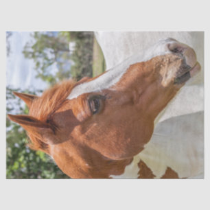 Papier Mousseline Portrait de cheval de peinture