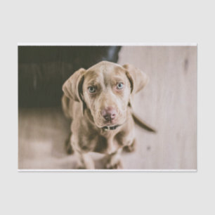 Papier Mousseline Portrait de chien