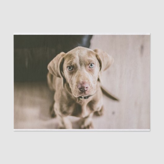 Papier Mousseline Portrait de chien (Recto)