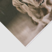 Papier Mousseline Portrait de chien (Détail)