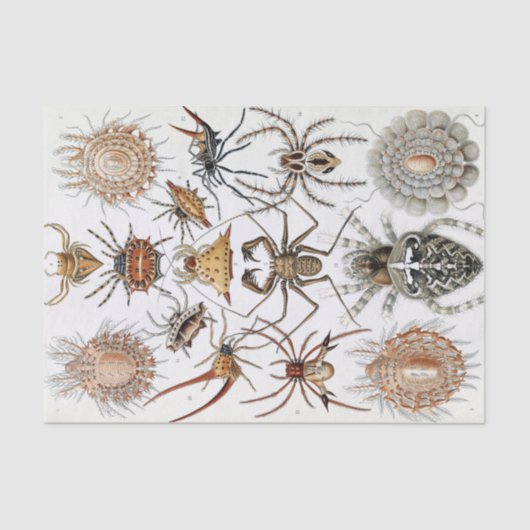 Papier Mousseline Poster d'Ernst Haeckel Arachnida (Recto)