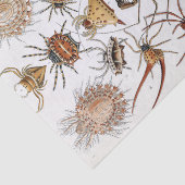 Papier Mousseline Poster d'Ernst Haeckel Arachnida (Détail)