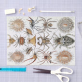 Papier Mousseline Poster d'Ernst Haeckel Arachnida (Artisanat)
