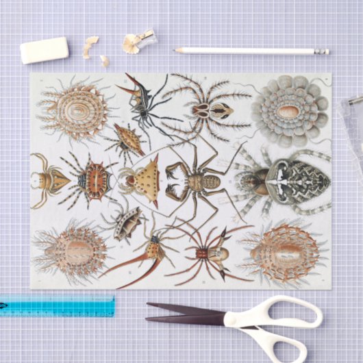 Papier Mousseline Poster d'Ernst Haeckel Arachnida (Artisanat)
