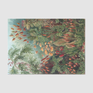 Papier Mousseline Poster d'Ernst Haeckel Moss Vintage