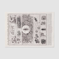 Poster vintage d'abeilles de l'éducateur