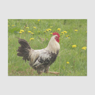 Papier Mousseline poulet, coq, animal, oiseau, ferme, agriculture,