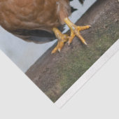 Papier Mousseline Poulet Poulet Agriturie 2 Découpage Papier Tissu (Détail)