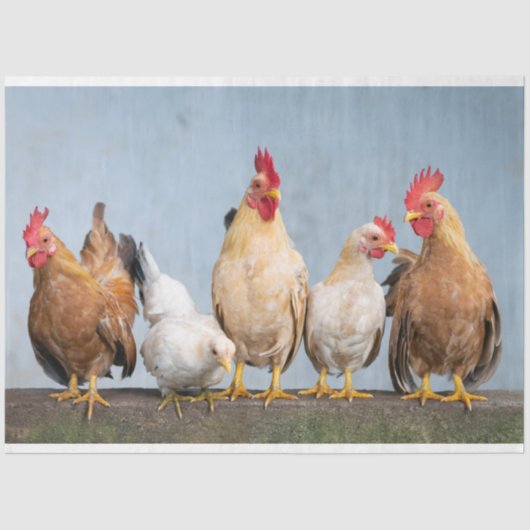 Papier Mousseline Poulet Poulet Agriturie 2 Découpage Papier Tissu (Recto)