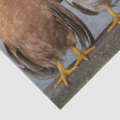 Papier Mousseline Poulets (Détail)