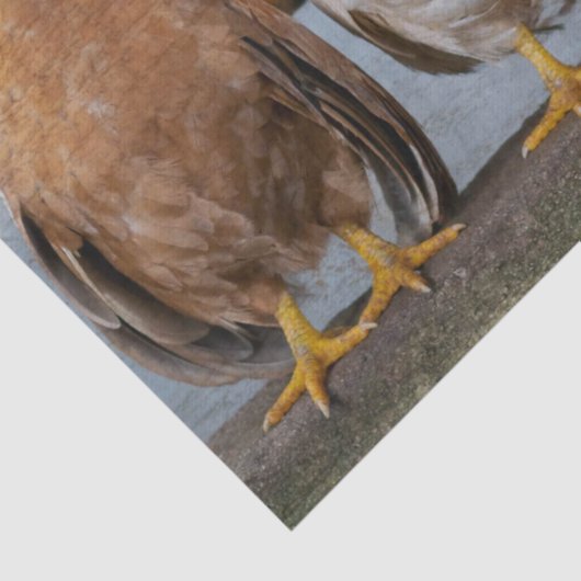 Papier Mousseline Poulets (Détail)