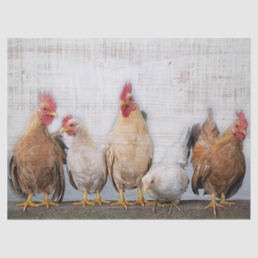 Papier Mousseline Poulets (Recto)