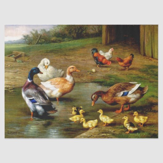 Papier Mousseline Poulets, Canards Et Canards À La Ferme (Recto)