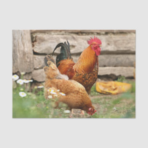 Papier Mousseline Poulets et fleurs blanches