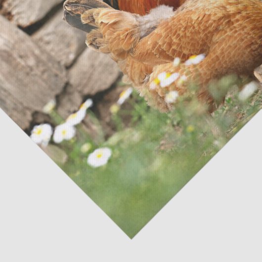 Papier Mousseline Poulets et fleurs blanches  (Détail)