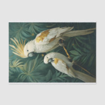 Pourcentage en blanc, Paire de Cockatoo Tropical a