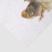 Papier Mousseline poussins moelleux (Détail)