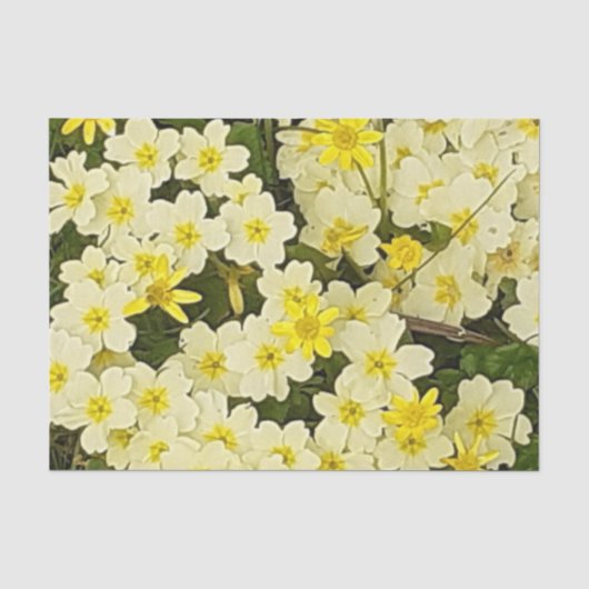 Papier Mousseline Primrose du printemps (Recto)