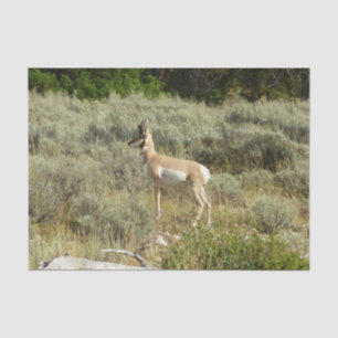 Papier Mousseline Pronghorn au Parc national de Grand Teton