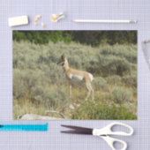 Papier Mousseline Pronghorn au Parc national de Grand Teton (Artisanat)
