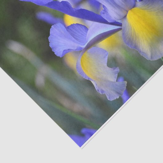 Papier Mousseline Purple N Iris Jaune (Détail)