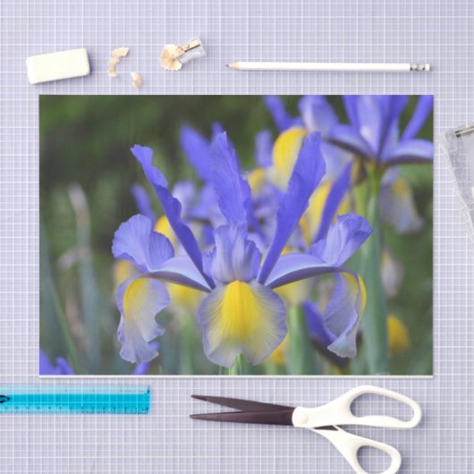 Papier Mousseline Purple N Iris Jaune (Artisanat)