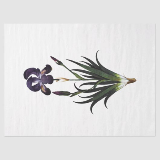 Papier Mousseline Queen Bee Series Design 62 (Recto)