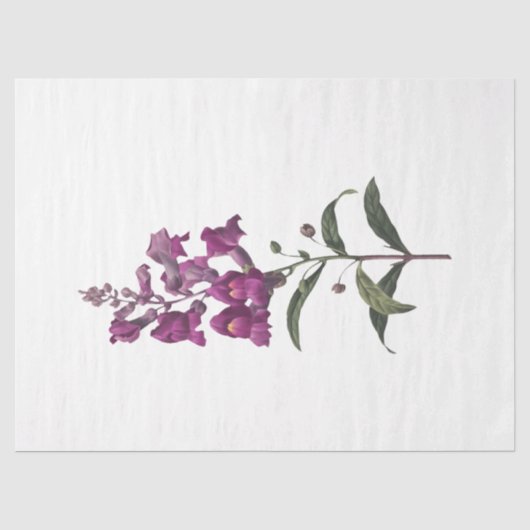 Papier Mousseline Queen Bee Series Design 65 (Recto)