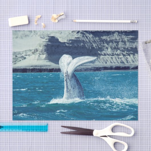 Papier Mousseline Queue de veau de baleine - Carte postale Argentine (Artisanat)