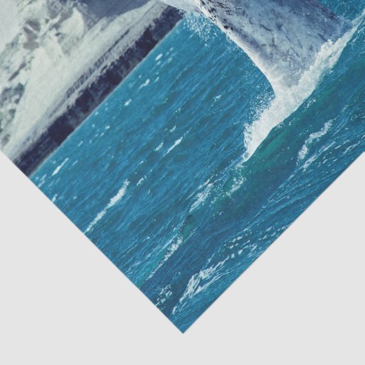 Papier Mousseline Queue de veau de baleine - Carte postale Argentine (Détail)