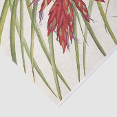 Papier Mousseline Quill-Leaf Tillandsia par Mary Vaux Walcott (Détail)