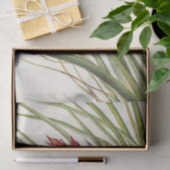 Papier Mousseline Quill-Leaf Tillandsia par Mary Vaux Walcott (Cadeau)