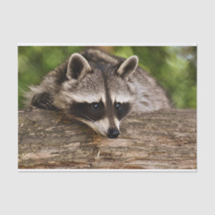 Papier Mousseline Raccoon mignon reposant sur un journal