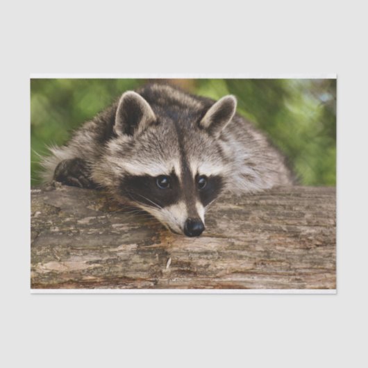Papier Mousseline Raccoon mignon reposant sur un journal (Recto)